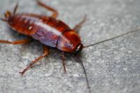 Cockroach Control Dunlop image 1